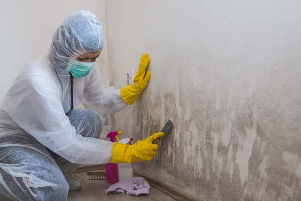 Best Affordable Mold Removal  in Robins, IA