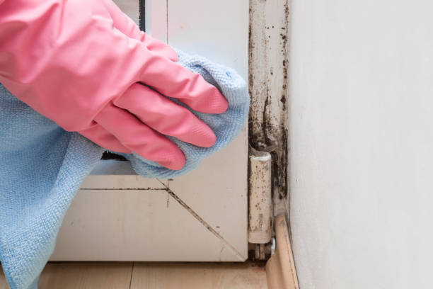 Best Commercial Mold Removal  in Robins, IA