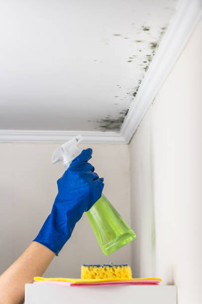 Best Same-Day Mold Removal  in Robins, IA