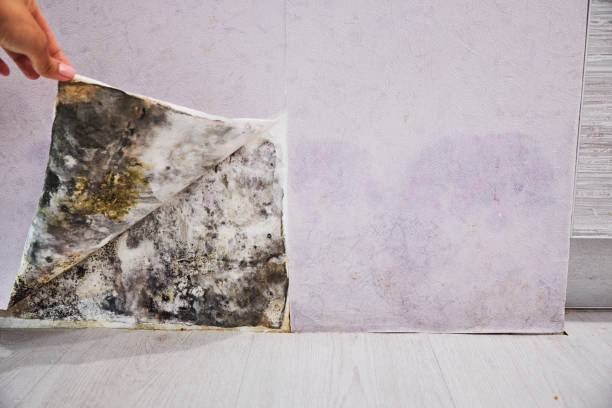 Best Black Mold Removal  in Robins, IA